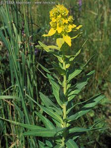 euphorbia.palustris.34312.jpg