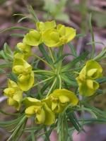 euphorbia_cyparissias1.jpg