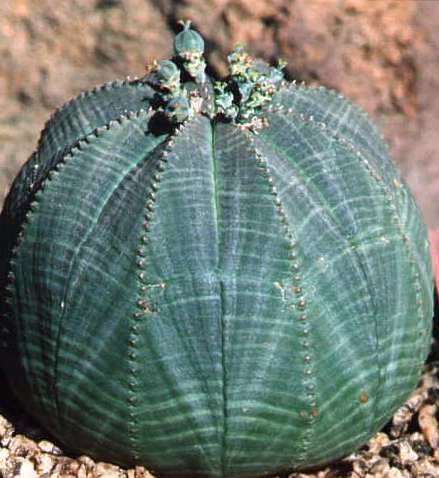 euphorbia_obesa1.jpg